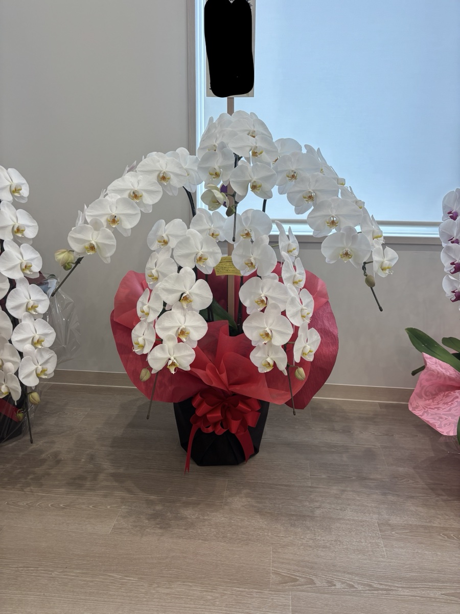 胡蝶蘭5本立ち
