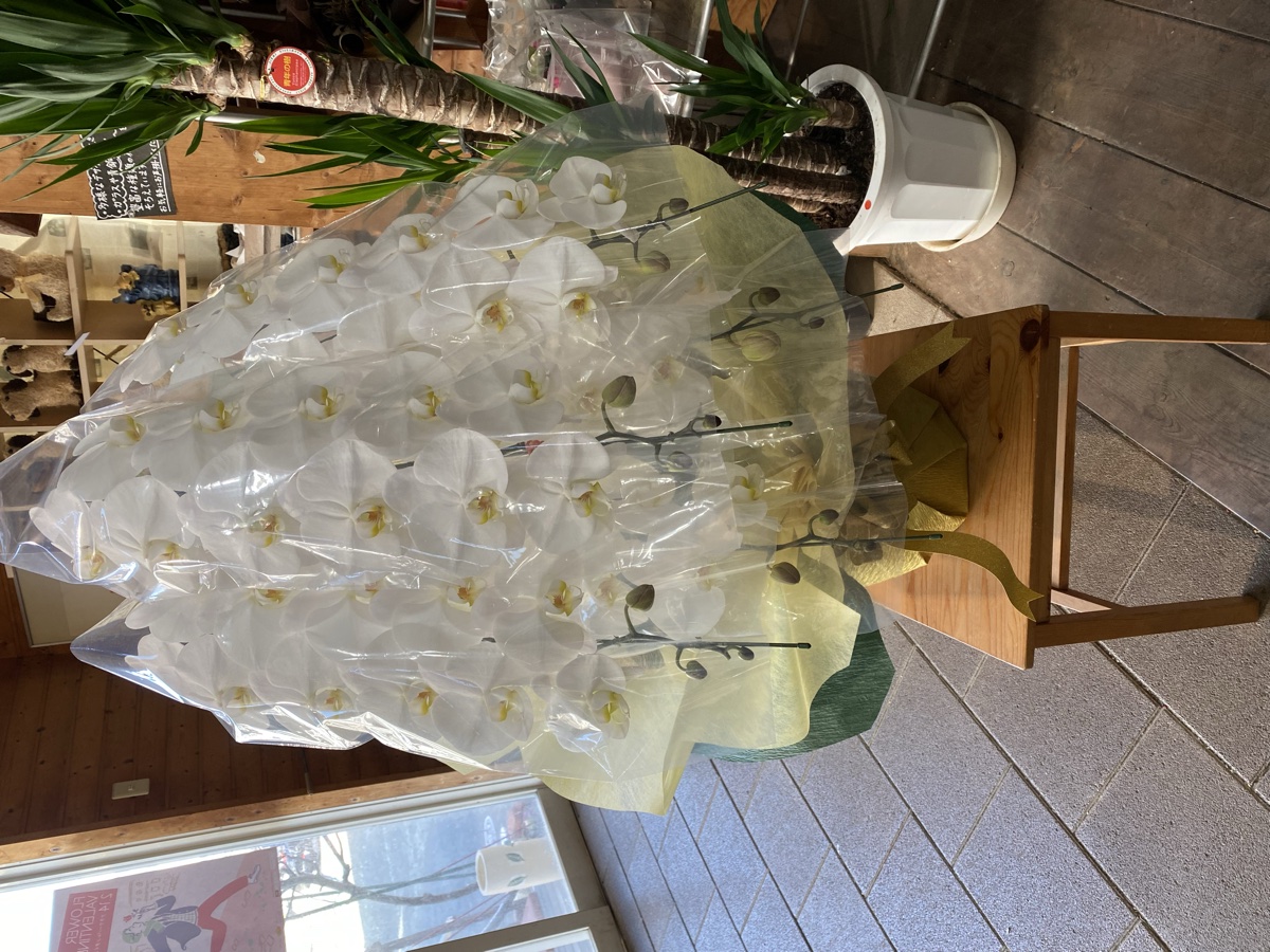 胡蝶蘭5本立ち
