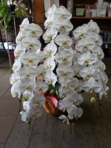 胡蝶蘭 5本立て 50,000円
