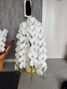 胡蝶蘭3本立ち（豪華）